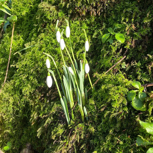 The Slow Stirrings of Spring and Imbolc
